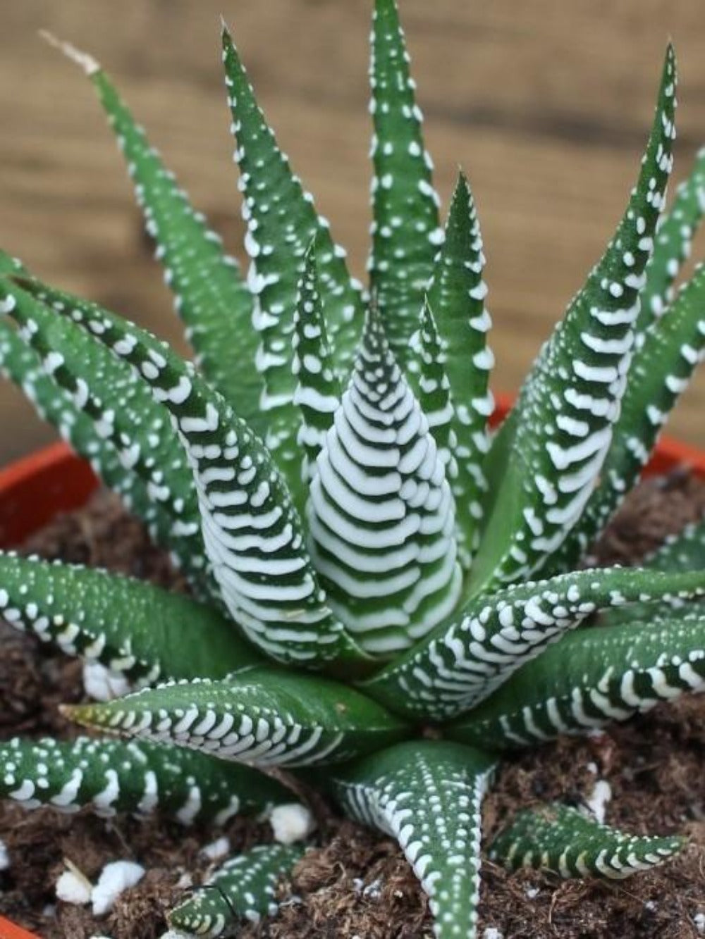 Haworthia Zebra 4''